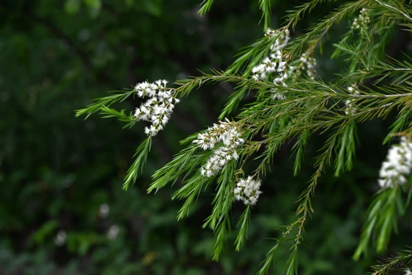 Fresh Alternifolia Flower Seeds for Planting - 100 seeds for planting in home garden