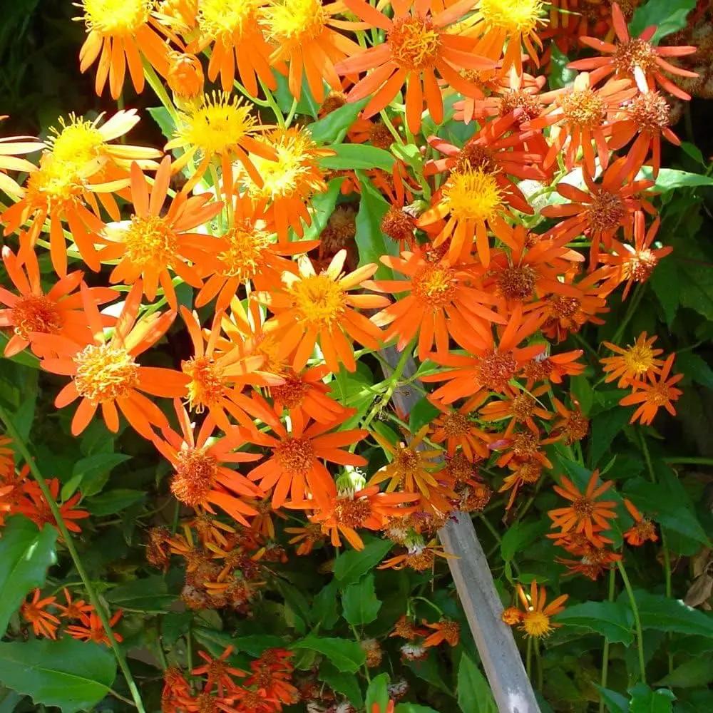 Confusus Mexico Flower Seeds for Planting - 100 seeds for planting in home garden
