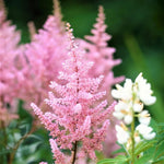 Baby Pink Astilbe Flower Seeds for Planting - Heirloom Seeds for Home Garden, Beautiful Blooms seeds for planting in home garden