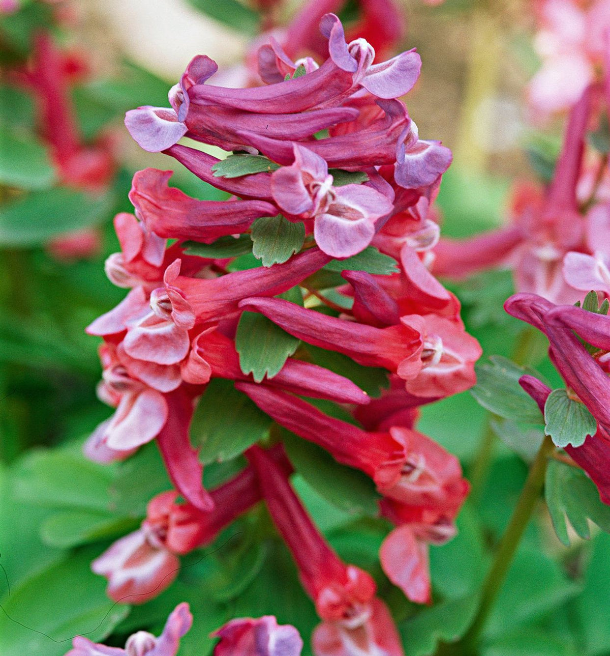 Corydalis Plant Seeds for Planting - 100 seeds for planting in home garden