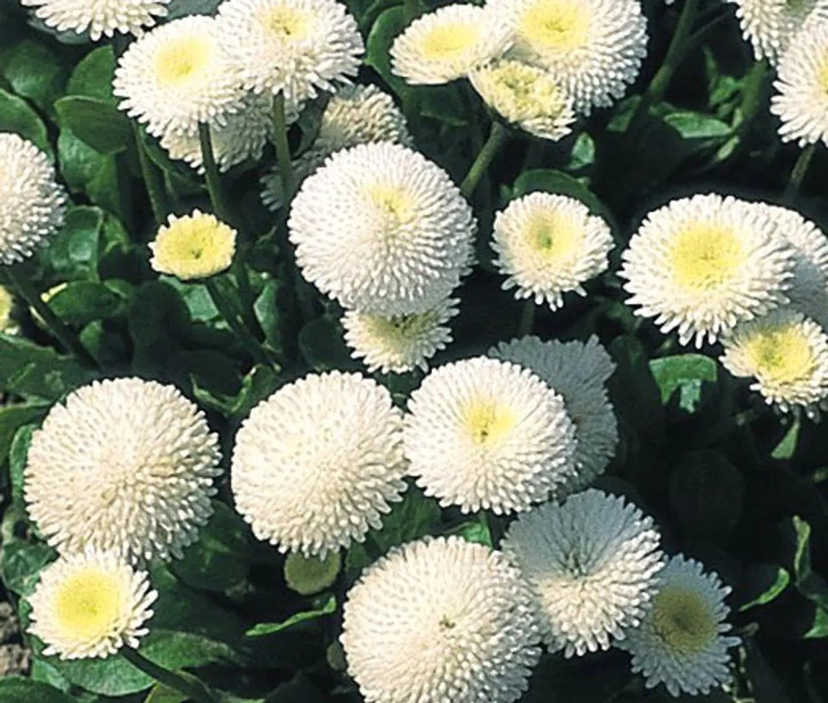 White Bellis Perennis Seeds for Planting - NON GMO Seeds seeds for planting in home garden