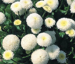 White Bellis Perennis Seeds for Planting - NON GMO Seeds seeds for planting in home garden