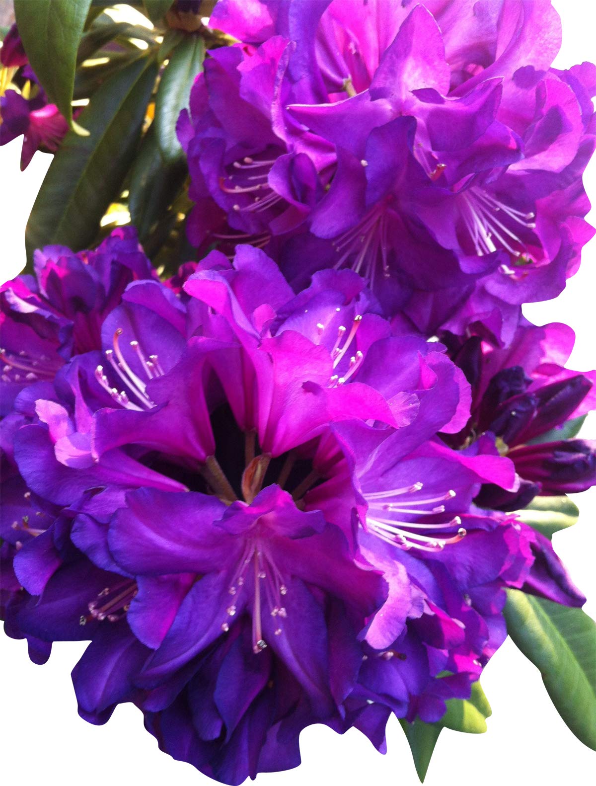 Heirloom Purple Rhododendron Flower Seeds, Non-GMO Vibrant Blooms for Planting seeds for planting in home garden