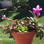 Pink Anacampseros Plant Seeds for Planting - 100 seeds for planting in home garden