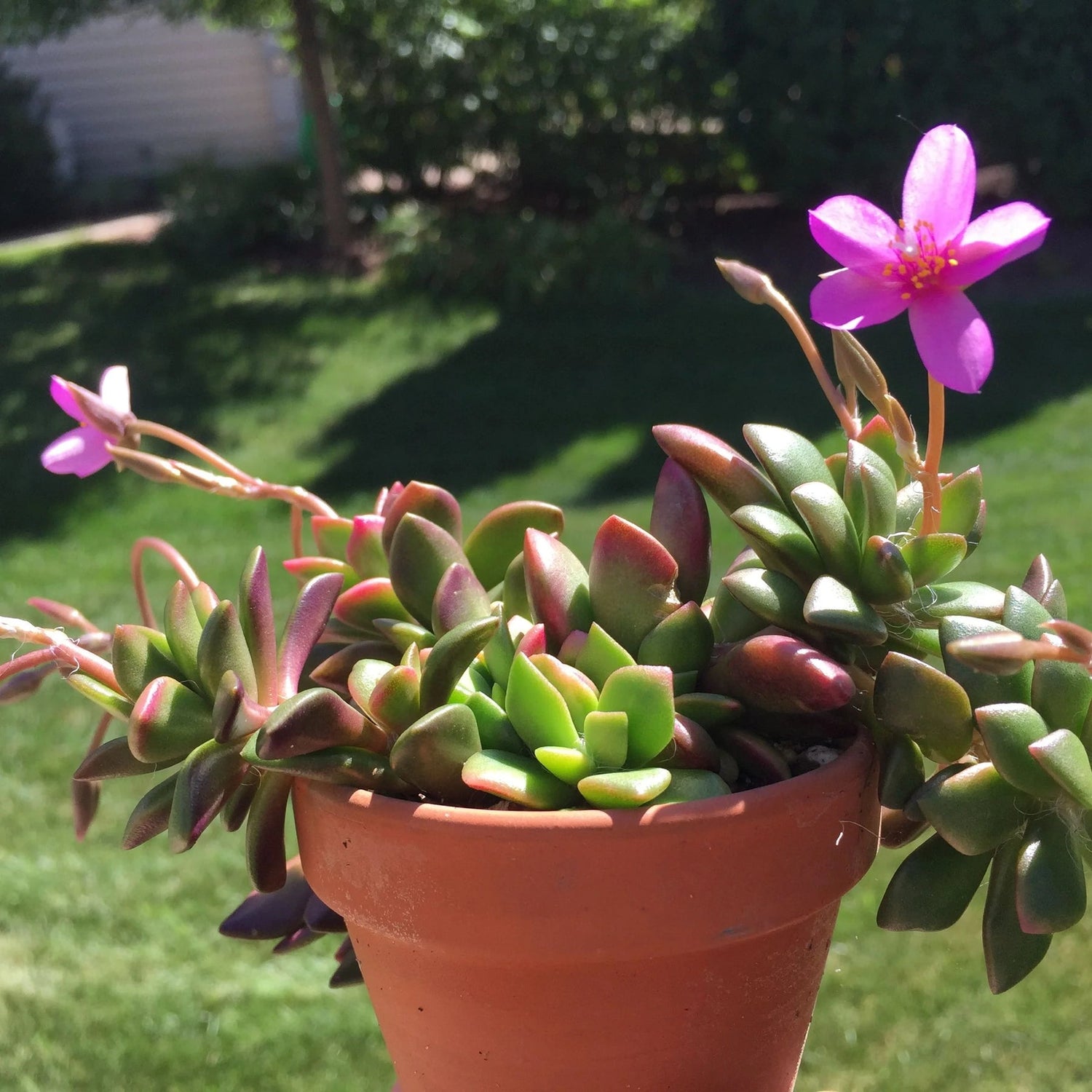 Pink Anacampseros Plant Seeds for Planting - 100 seeds for planting in home garden