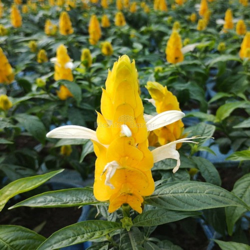 Yellow Crossandra Flower Seeds for Planting - 100 seeds for planting in home garden