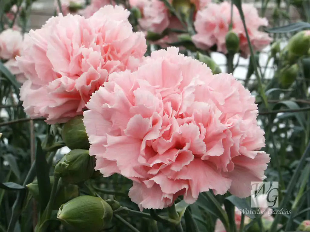 Pink Carnation Flower Seeds – Heirloom, Non-GMO, Classic Blooms for Garden Planting seeds for planting in home garden