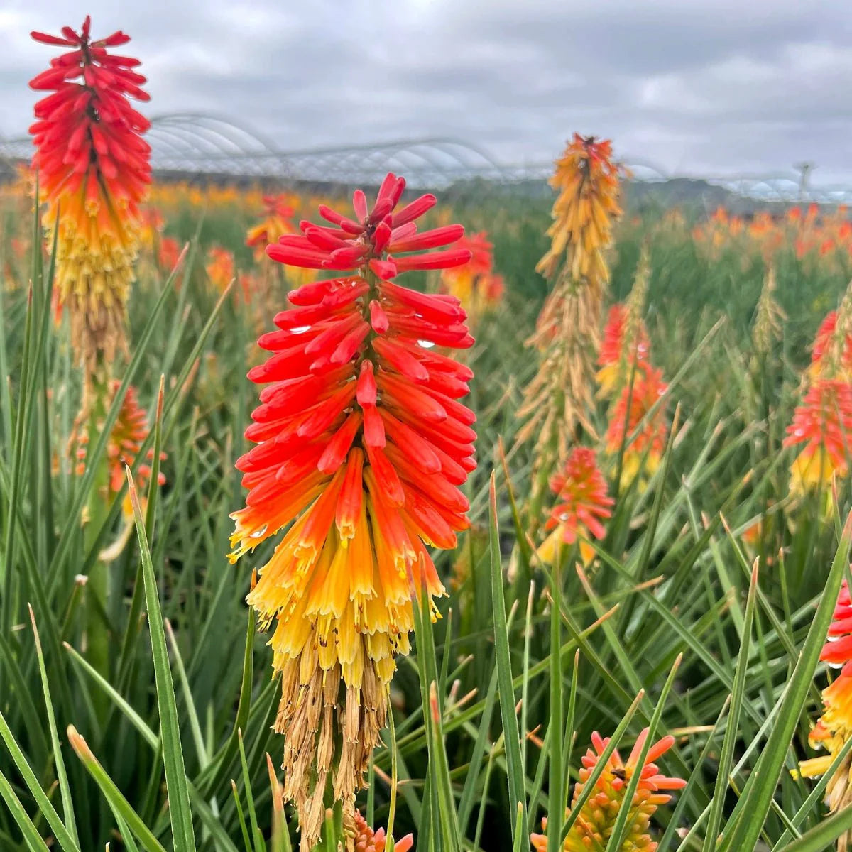 Non-GMO (Non-GMO scientific name) for planting in garden
