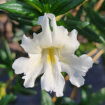 White Mimulus Flower Seeds for Planting - 100 seeds for planting in home garden