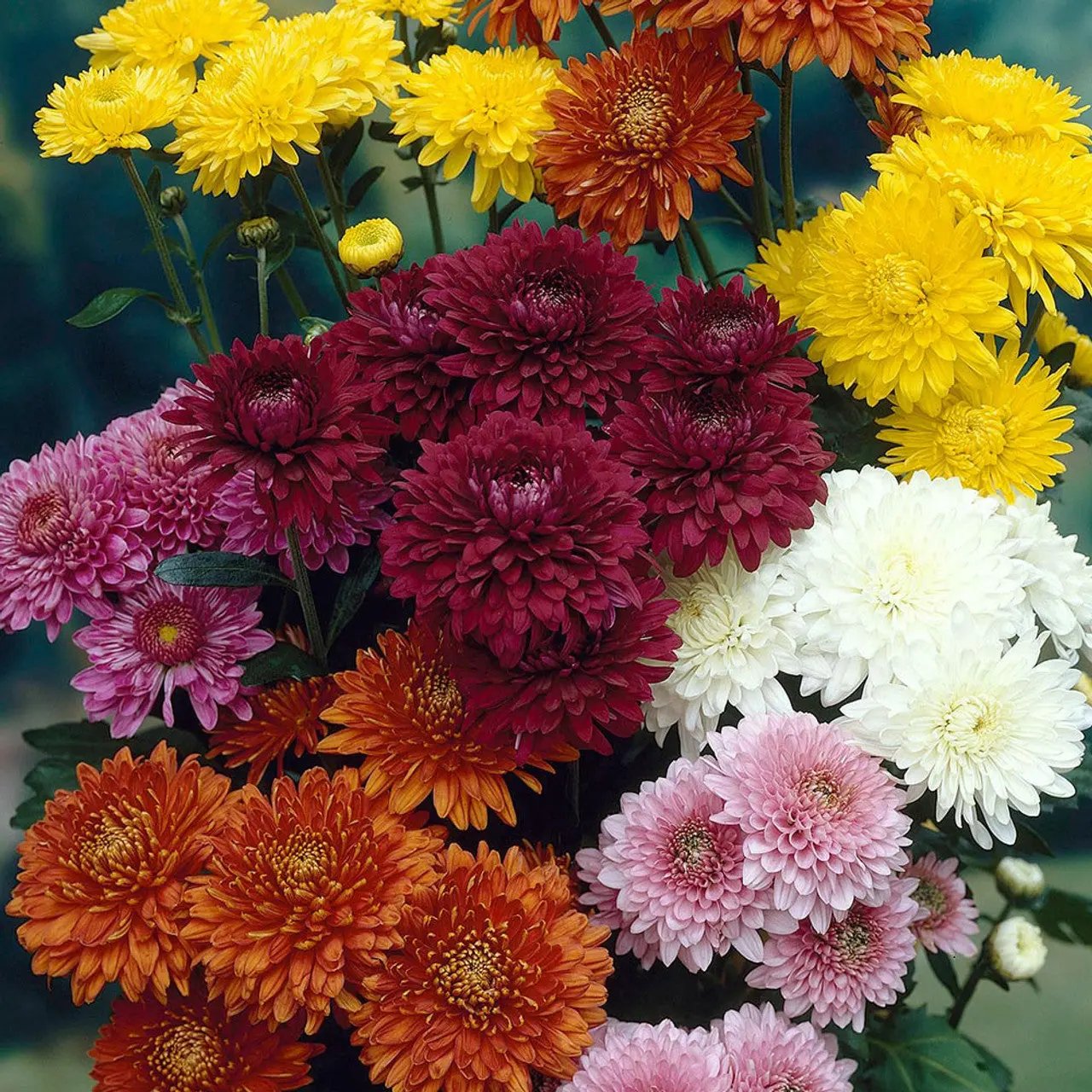 Chrysanthemum Seeds for Planting, 100 pcs for planting in home garden