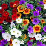 Organic Heirloom Mixed Calibrachoa Flower Seeds for planting in home garden