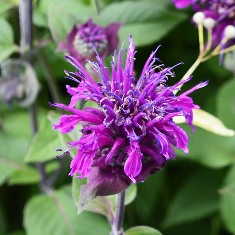 Monarda Didyma Purple Seeds – Organic, Heirloom, Non-GMO Flower Seeds for Planting seeds for planting in home garden