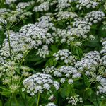 perennial-heirloom-non-gmo-aegopodium-podagraria-seeds


