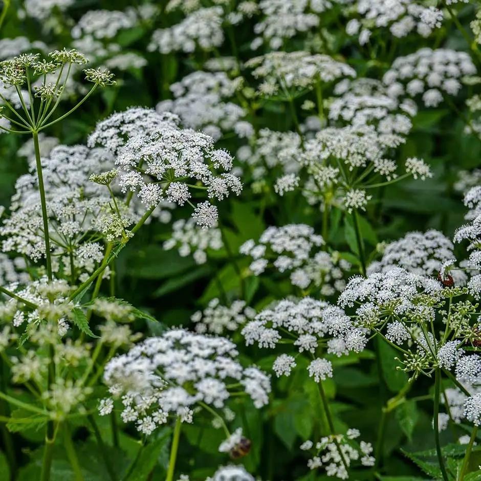 perennial-heirloom-non-gmo-aegopodium-podagraria-seeds

