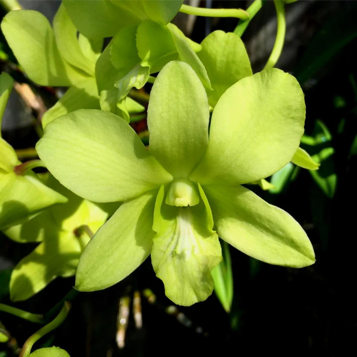 Green (Green scientific name) for planting in garden