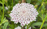 Pink Lace Flower Seeds for Planting - 100 seeds for planting in home garden