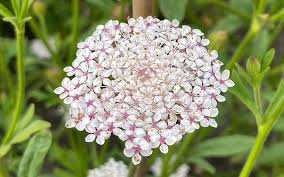 Pink Lace Flower Seeds for Planting - 100 seeds for planting in home garden