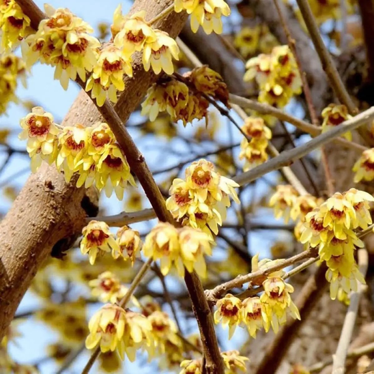 Red Chimonanthus Seeds for Planting - 100 seeds for planting in home garden