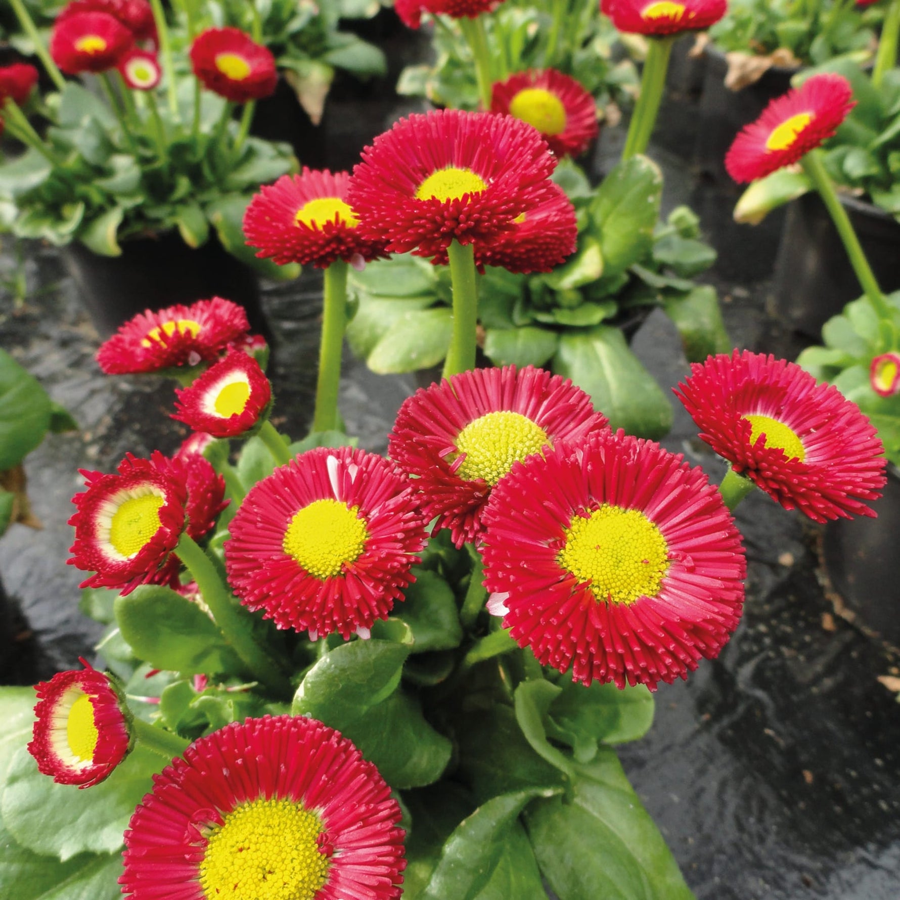 Red (Red scientific name) for planting in garden