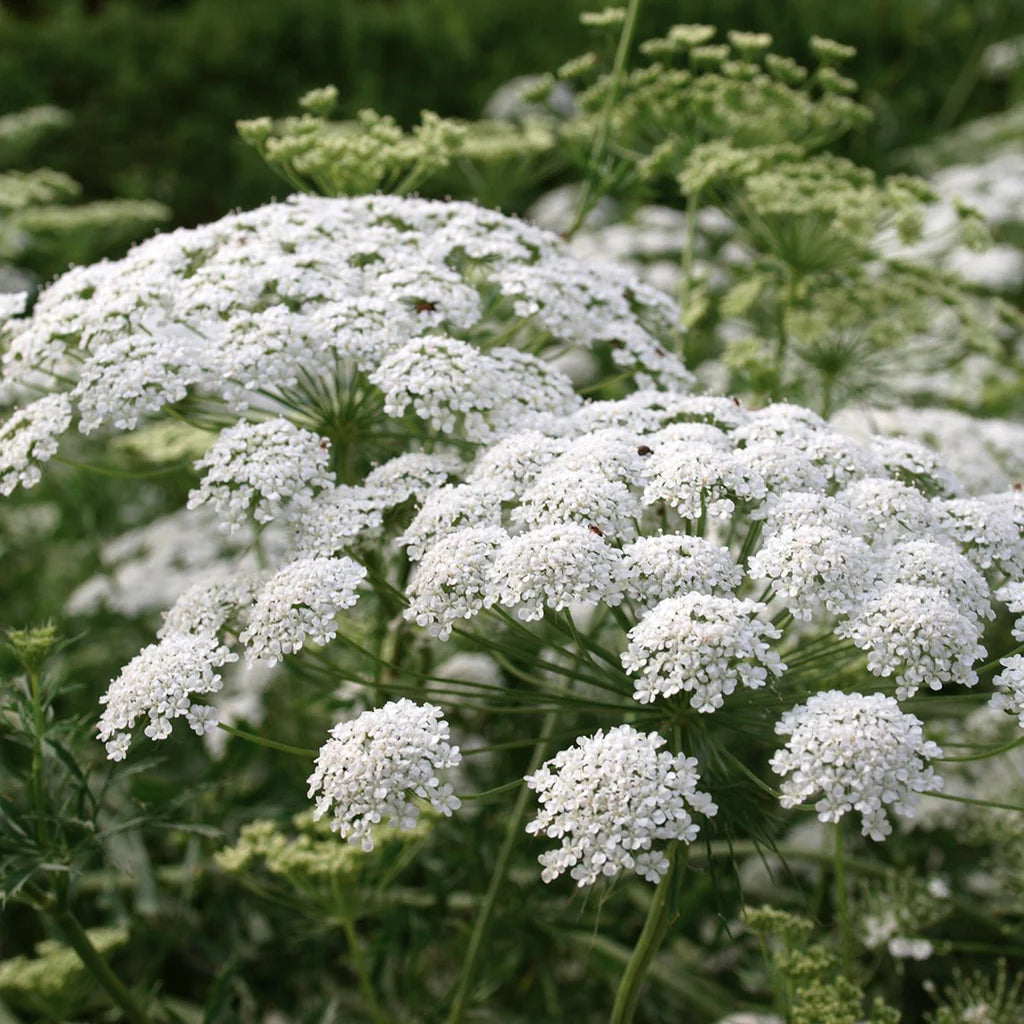 White Bishops Flower Seeds for Planting, 100 seeds for planting in home garden