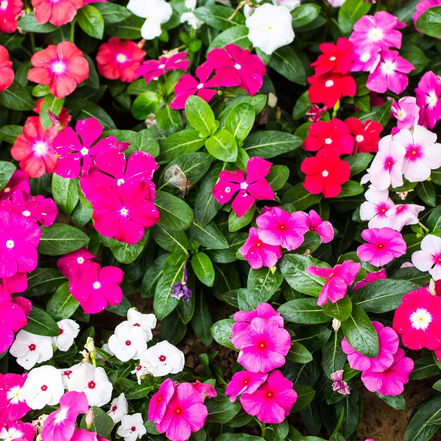 Mixed Vinca Flower Seeds for Planting - 100 seeds for planting in home garden