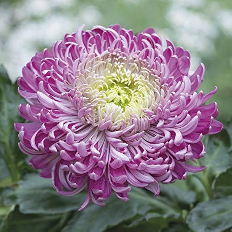Organic Purple White Chrysanthemum Flower Seeds for Planting – Heirloom, Non-GMO seeds for planting in home garden