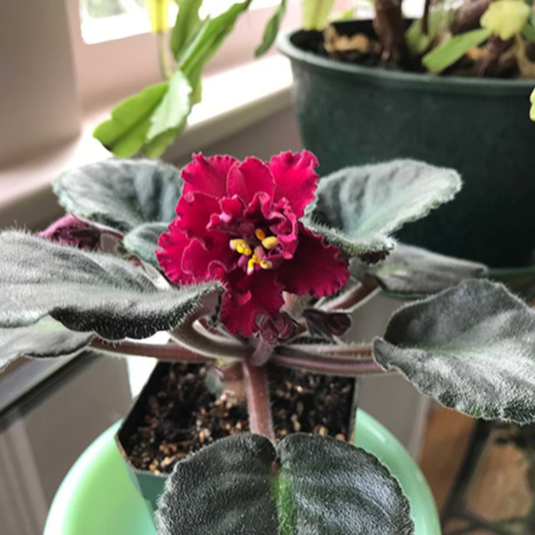 Red Saintpaulia African Violet Seeds for planting in home garden