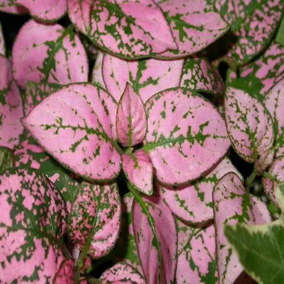 Hypoestes Polka Plant Seeds Pink for Planting 100 seeds for planting in home garden