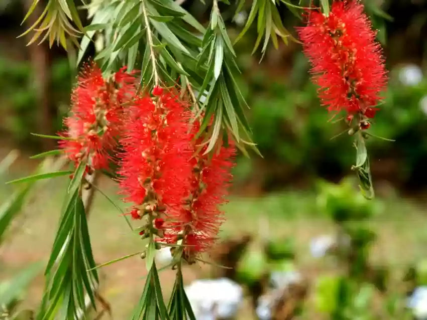 Brush Flower Seeds for Planting - 100 seeds for planting in home garden