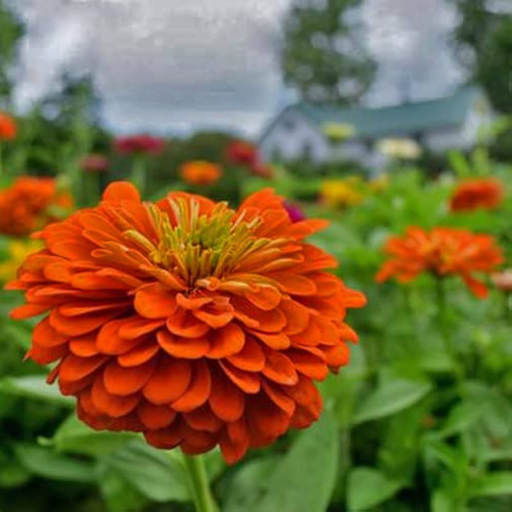 Orange Yellow Zinnia Flower Seeds for Planting – Vibrant, Non-GMO, Heirloom Seeds seeds for planting in home garden