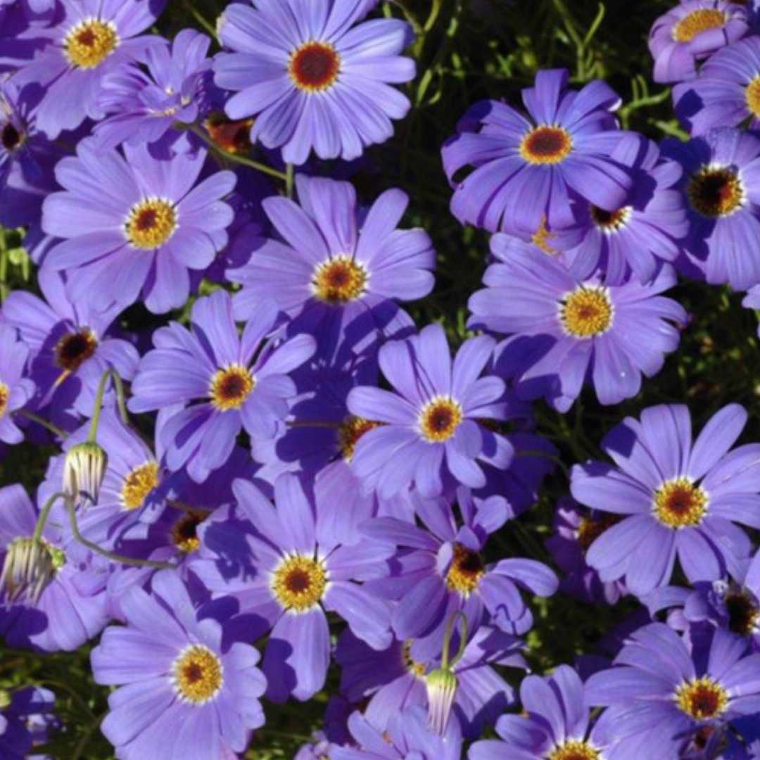 Purple Flower Pot Plant Seeds for Planting - NON GMO Seeds seeds for planting in home garden