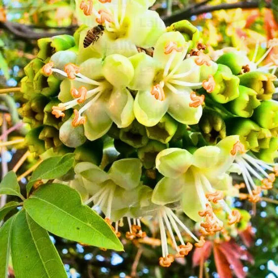 Light Yellow Ceiba Pentandra Flower Seeds for Planting - NON GMO Seeds seeds for planting in home garden