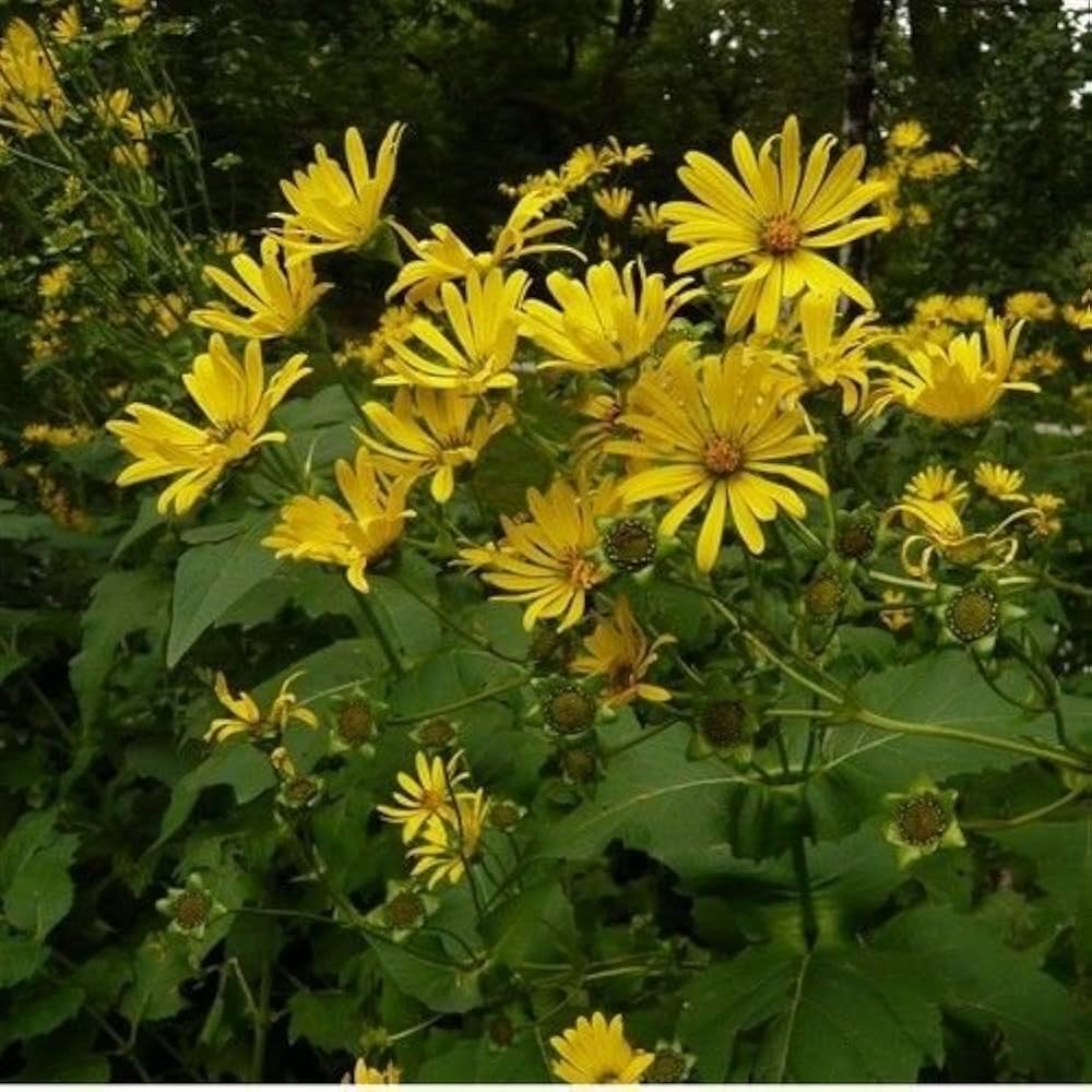 Yellow Silphium Perfoliatum Flower Seeds for Planting - 100 seeds for planting in home garden
