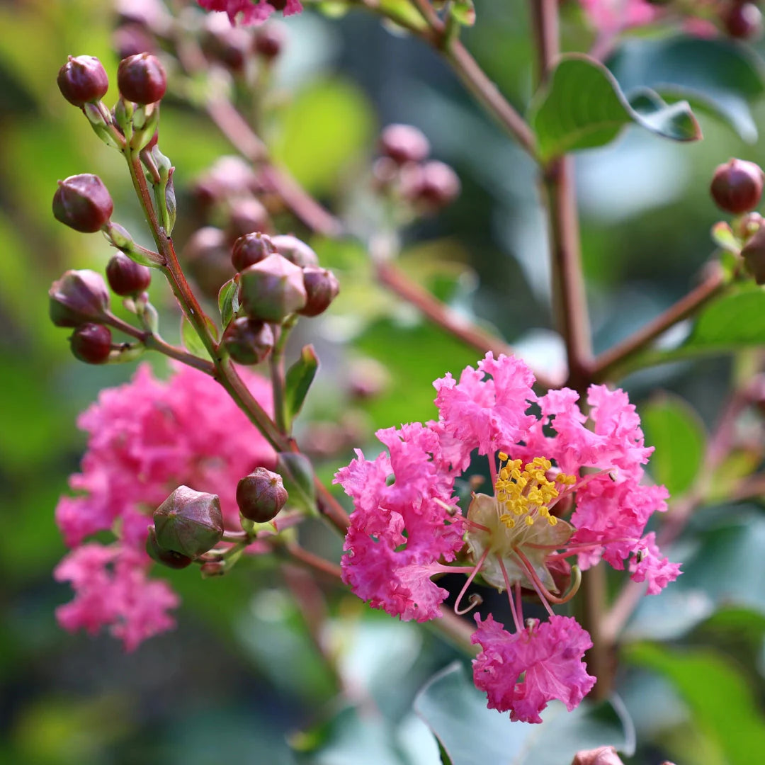 Myrtle (Myrtle scientific name) for planting in garden