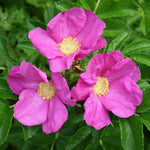 Rugosa Fragrant Rose Heirloom Non-GMO Seeds for Planting for planting in home garden