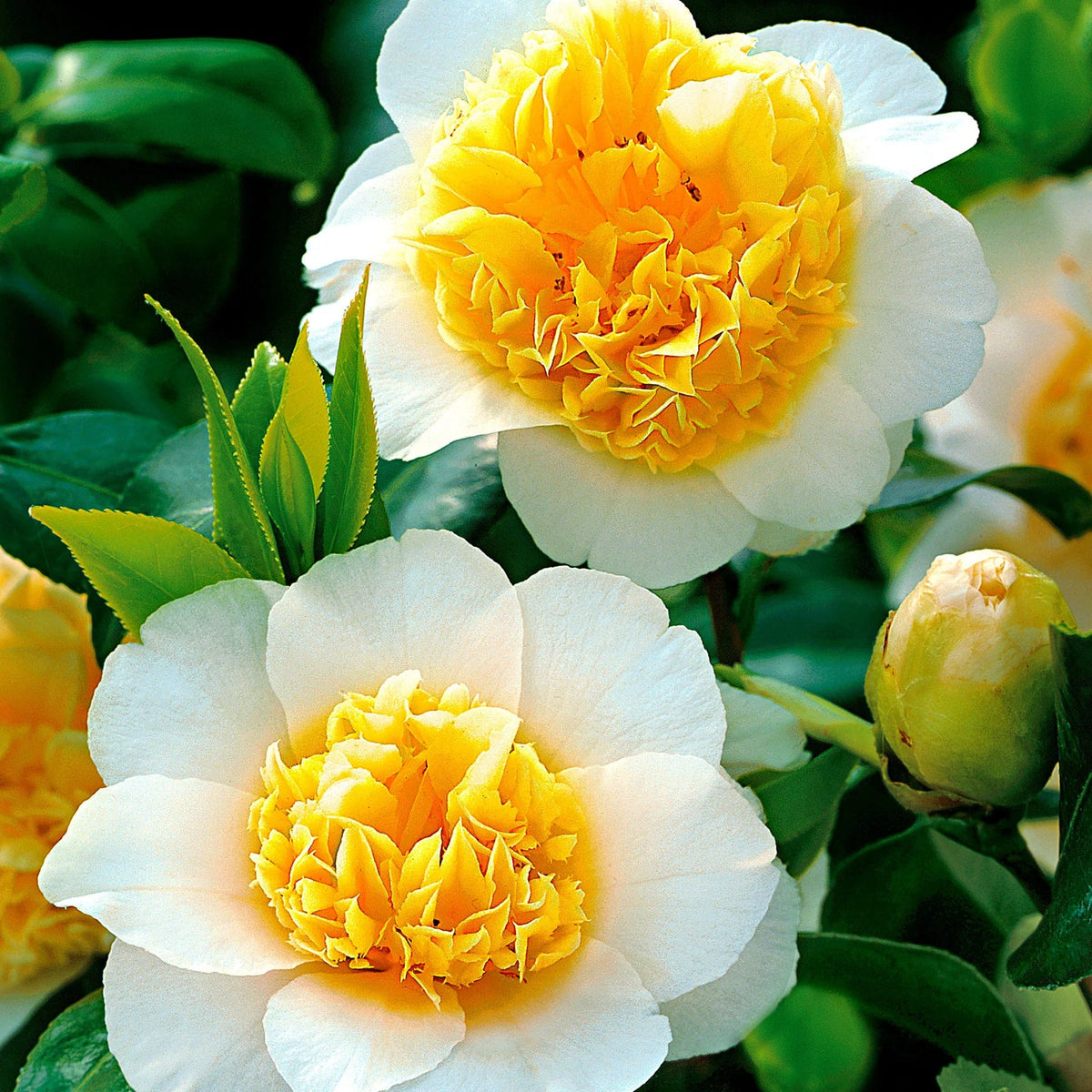 Yellow (Yellow scientific name) for planting in garden