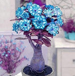 Blue Adenium Bonsai Flower Seeds for Planting - 100 seeds for planting in home garden