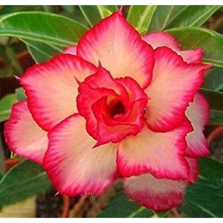 Pink Obesum Flower Seeds for Planting - 100 seeds for planting in home garden