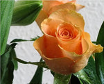 Light Orange Rose Plant Seeds Non-GMO Heirloom Garden Seeds for Planting Ideal for Home Gardens seeds for planting in home garden