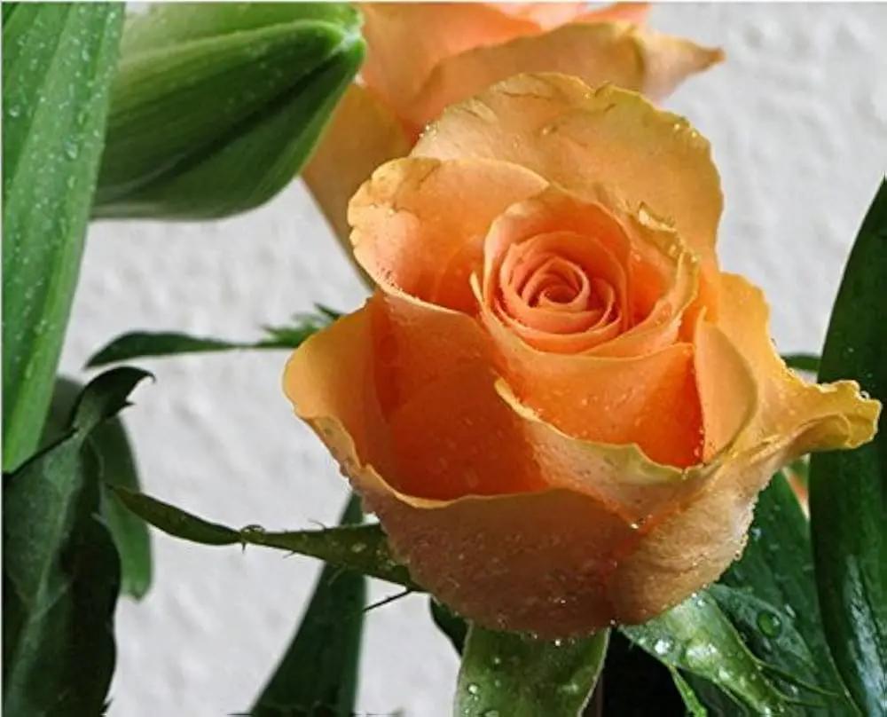 Light Orange Rose Plant Seeds Non-GMO Heirloom Garden Seeds for Planting Ideal for Home Gardens seeds for planting in home garden