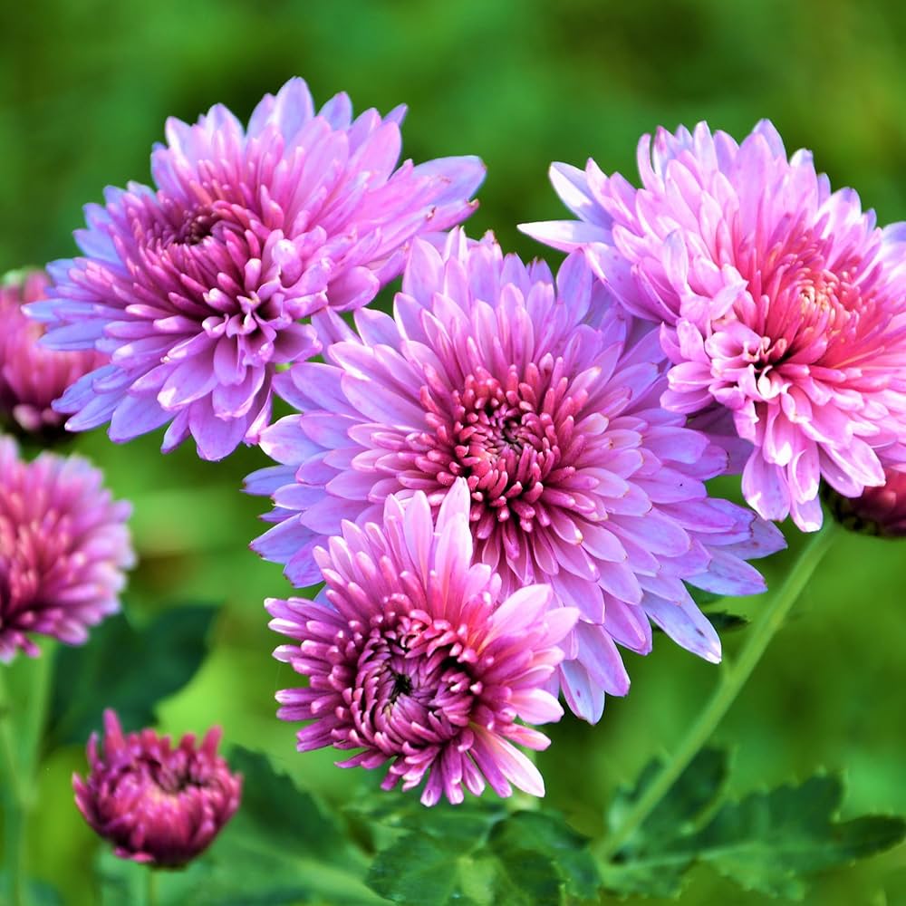 Fresh Chrysanthemum Flower Seeds for Planting - NON GMO Seeds seeds for planting in home garden