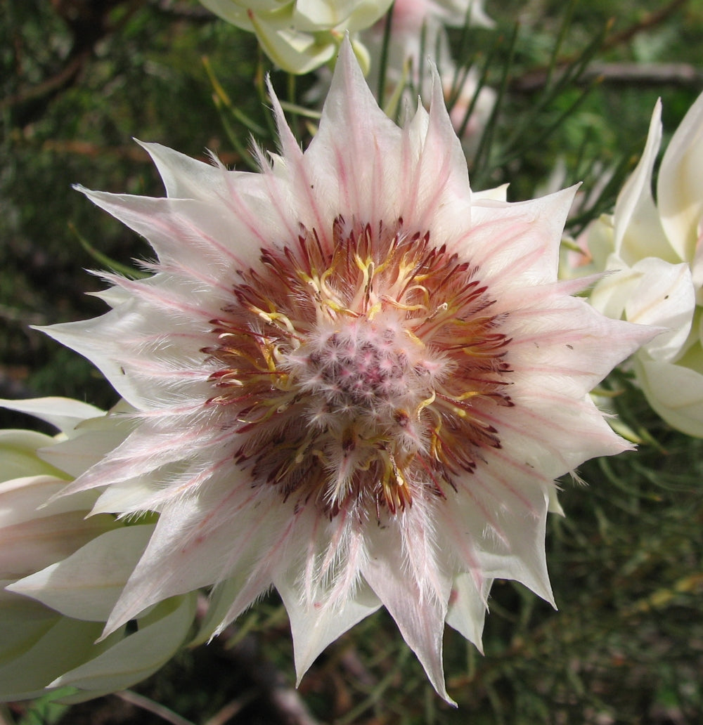 Serruria Flower Seeds for planting in home garden