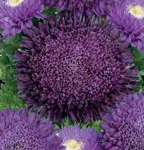 Organic Chrysanthemum Deep Purple Flower Seeds for Planting – Heirloom, Non-GMO seeds for planting in home garden
