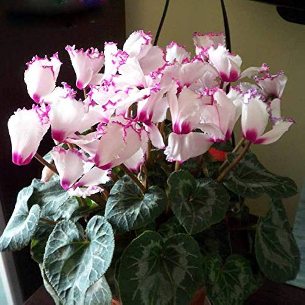 Purple White Cyclamen Flower Seeds for Planting - 100 seeds for planting in home garden