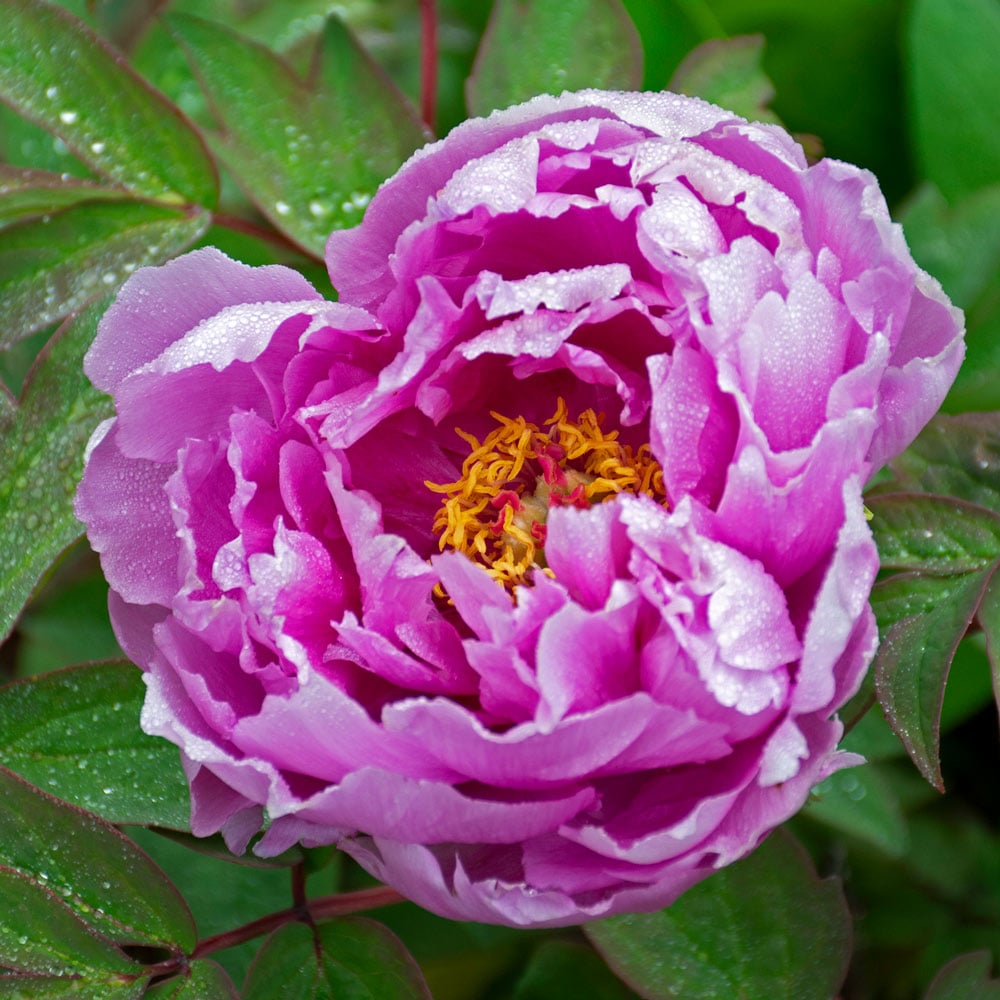 Purple Paeonia Suffruticosa Flower Seeds for Planting - 100 seeds for planting in home garden