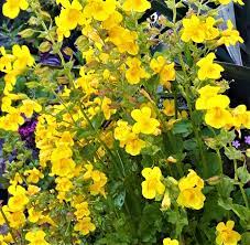 Yellow Mimulus Guttatus Flower Seeds for Planting - 100 seeds for planting in home garden