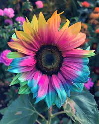 Rainbow Sunflower Seeds for Planting – Grow Colorful, Non-GMO, Easy-to-Grow Blooms in Your Garden seeds for planting in home garden