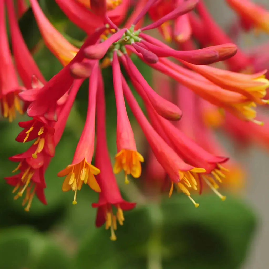 Honeysuckle Flower Seeds for Garden Planting - NON GMO Seeds for planting in home garden