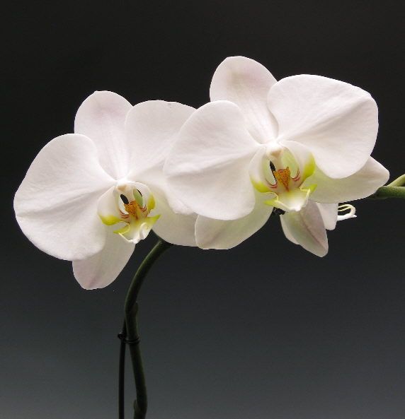 White Butterfly Orchid Seeds for Planting | Organic, Heirloom, Non-GMO Flower Seeds seeds for planting in home garden