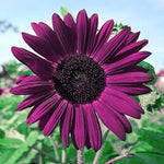 Purple (Purple scientific name) for planting in garden